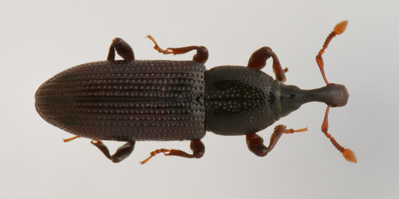 Curculionidae: Cossonus linearis
